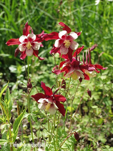 Aquilegia Cultorum-ryhmä 'Crimson Star'